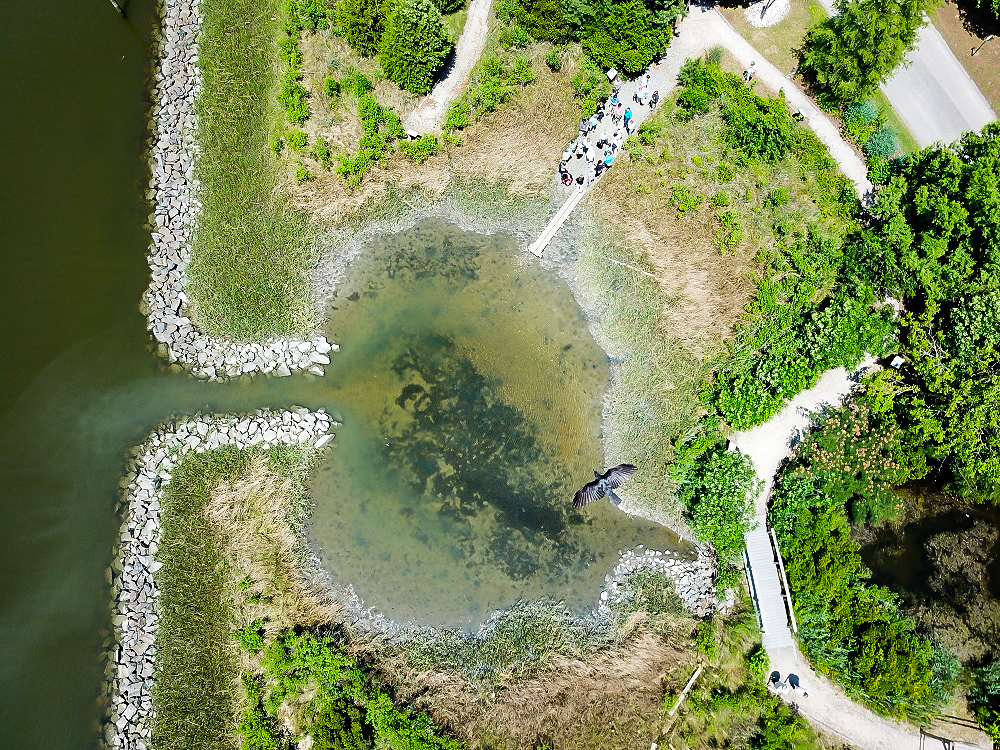 A bird’s eye view of the Teaching Marsh with visitors. Photo by Kory Angstadt