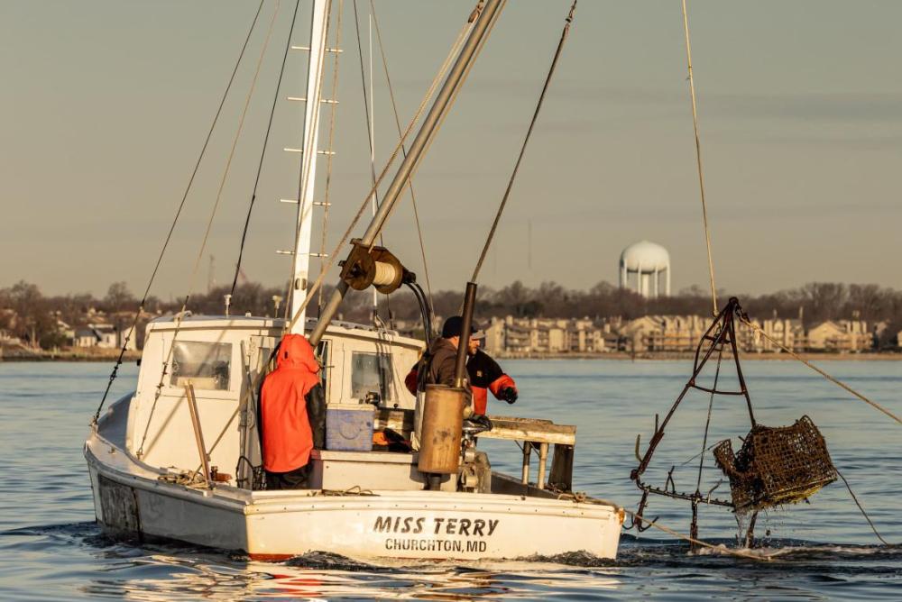 Crew members haul a derelict blue crab trap out of the Chesapeake Bay. Photo Credit: Jordan Salafie; Oyster Recovery Partnership