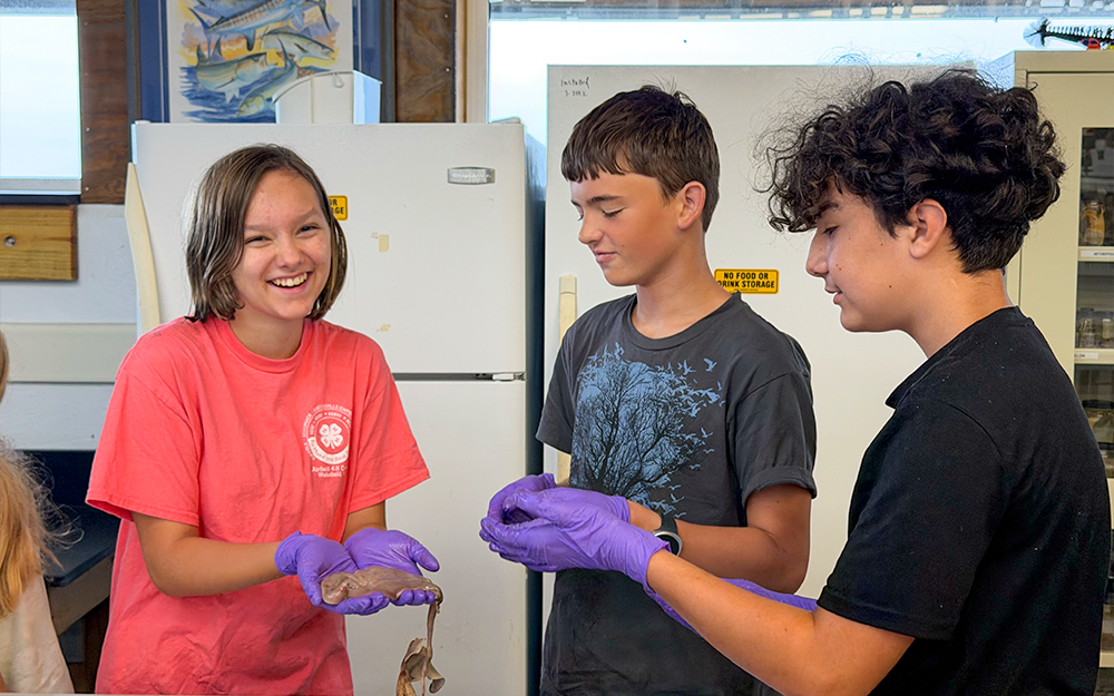 Seaside Scholars analyzing stomach contents of a dogfish.