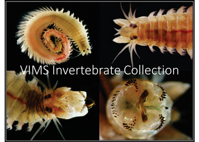 Four Pictures of Invertebrates as a Cover Image for VIMS Collection