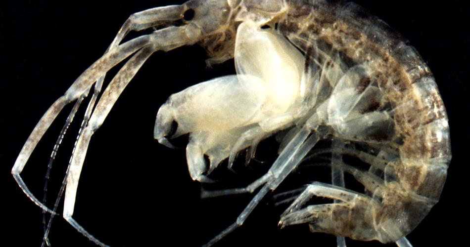 Macro photograph of an amphipod against a black background, showing its curved, semi-translucent body with visible segmentation, multiple jointed legs, long antennae, and internal structures visible through its exoskeleton.