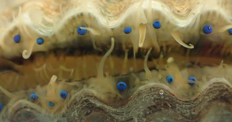 Close-up of a bay scallop with its shell slightly open, showing rows of bright blue eyes along the edges of its mantle, interspersed with pale sensory tentacles.