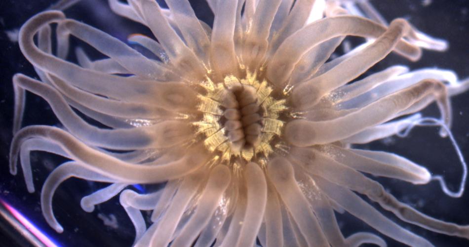 Close up of a ghost anemone, its pale translucent tentacles radiating outward from a central oral disc ringed with yellow-brown markings, against a dark background.