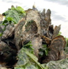 Oysters