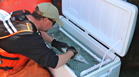 Tagging Sturgeon