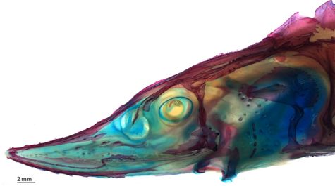 Cleared and Stained
