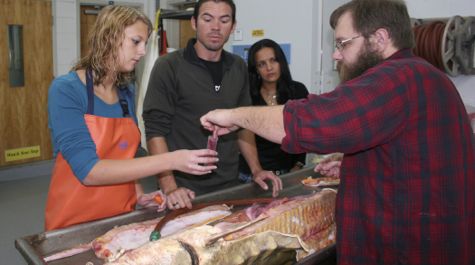 Sturgeon Dissection