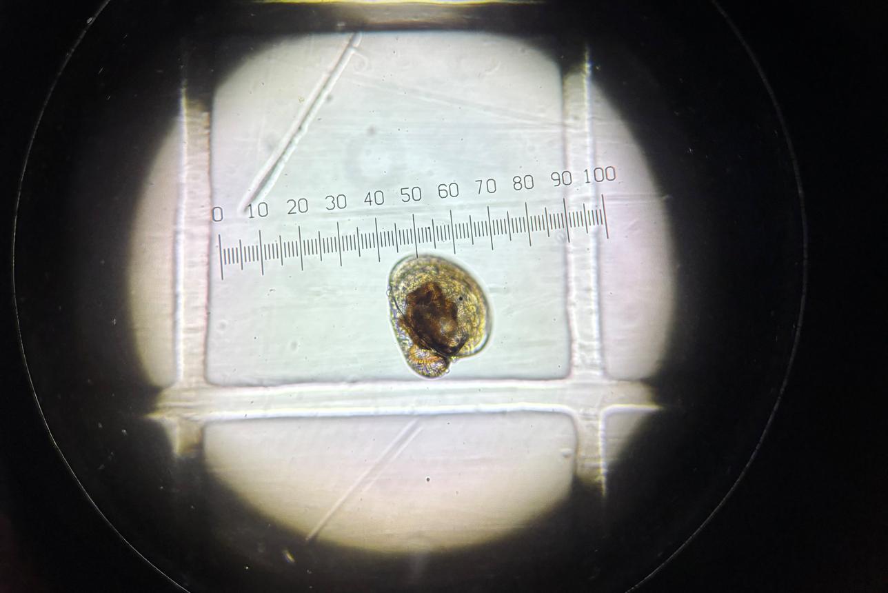 A microscopic image of an oyster