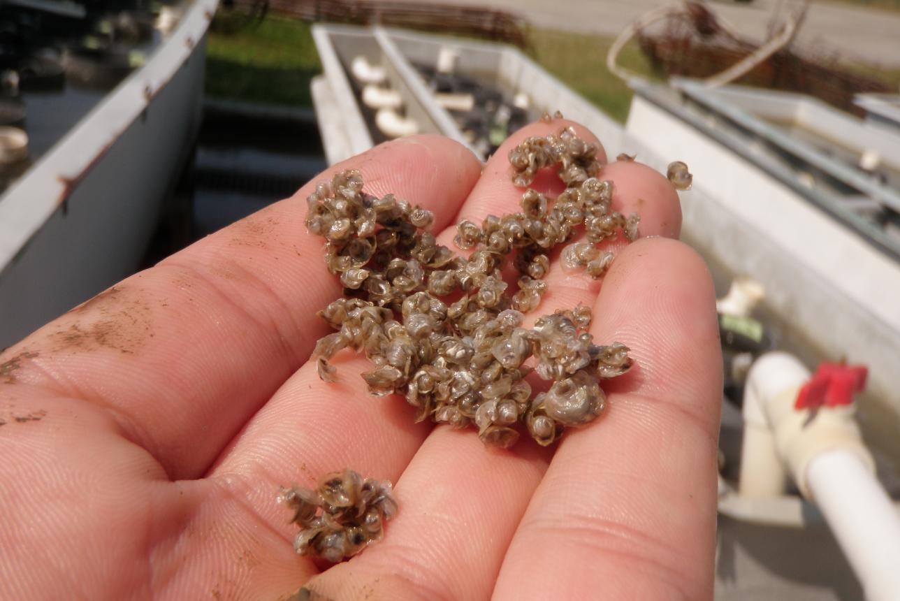 A hand holding a cluster of small juvenile oyster spat above hatchery raceways.