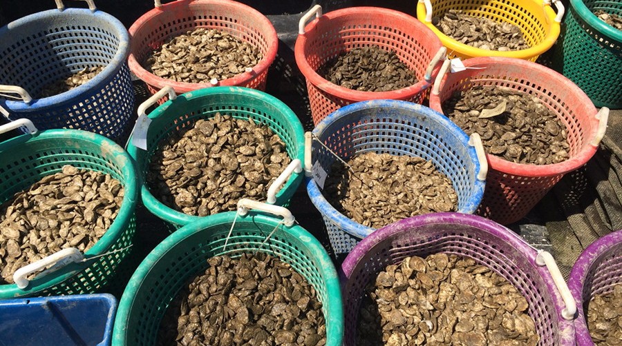 Young Oysters