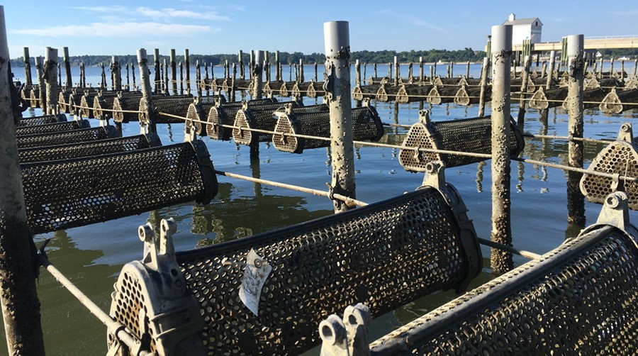 Oyster Downweller