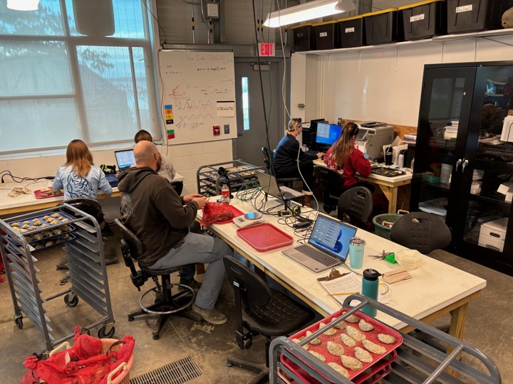 ABC scientists utilizing table space in the field lab to measure oysters from each of our families during our fall sampling period