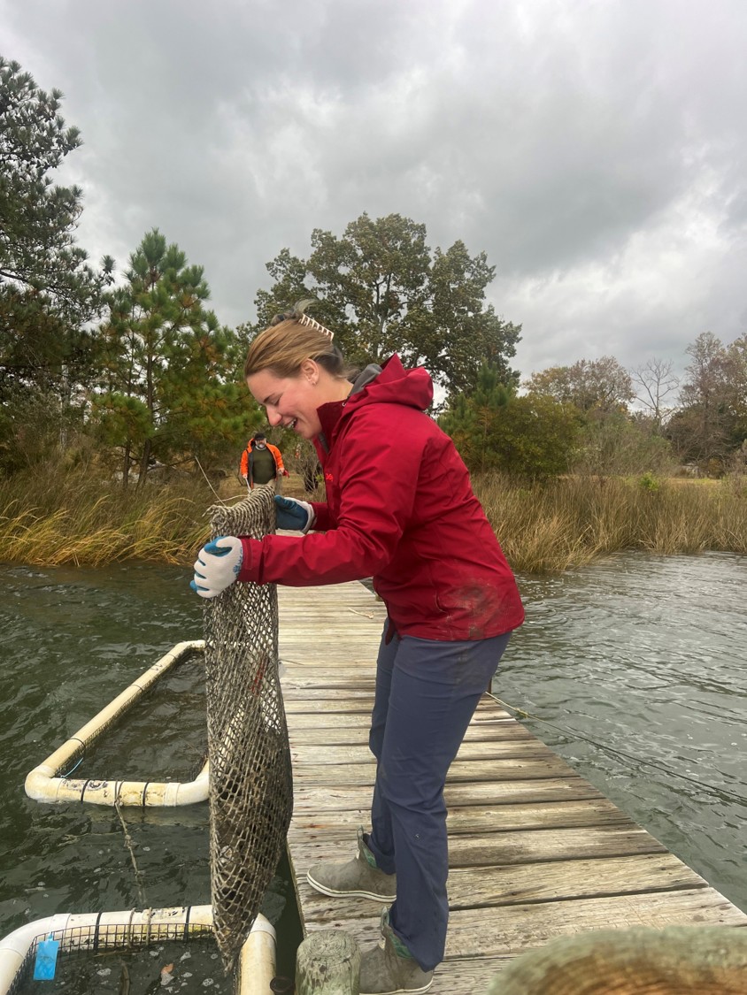 ABC hatchery technician Kiley Ruffhouse places a bag of broodstock oysters in a Taylor float on the Rappahannock River