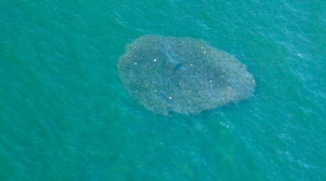 Menhaden school