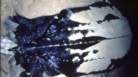 Nesting Leatherback