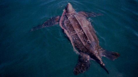 Nesting Leatherback