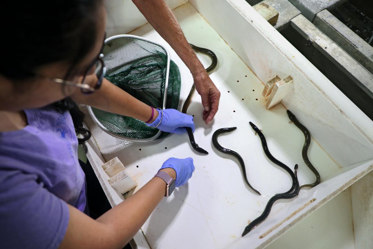 Lab workers handle eels in a tub