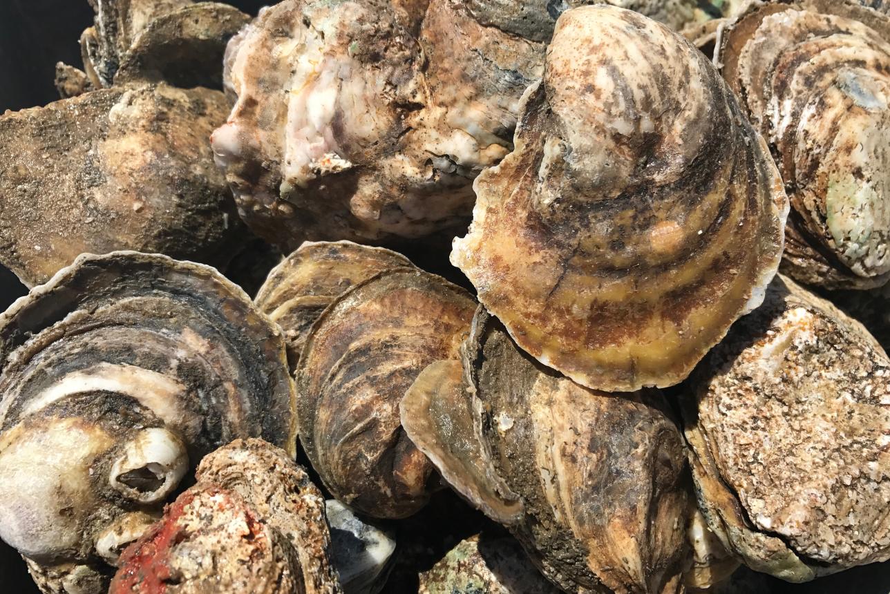 A close up of oysters