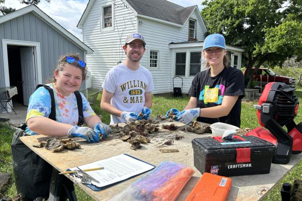 Researchers sort oysters