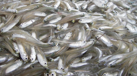 Bay anchovy