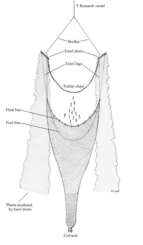 Schematic showing what the Juvenile Finfish Trawl Survey net looks like, as described on the page.