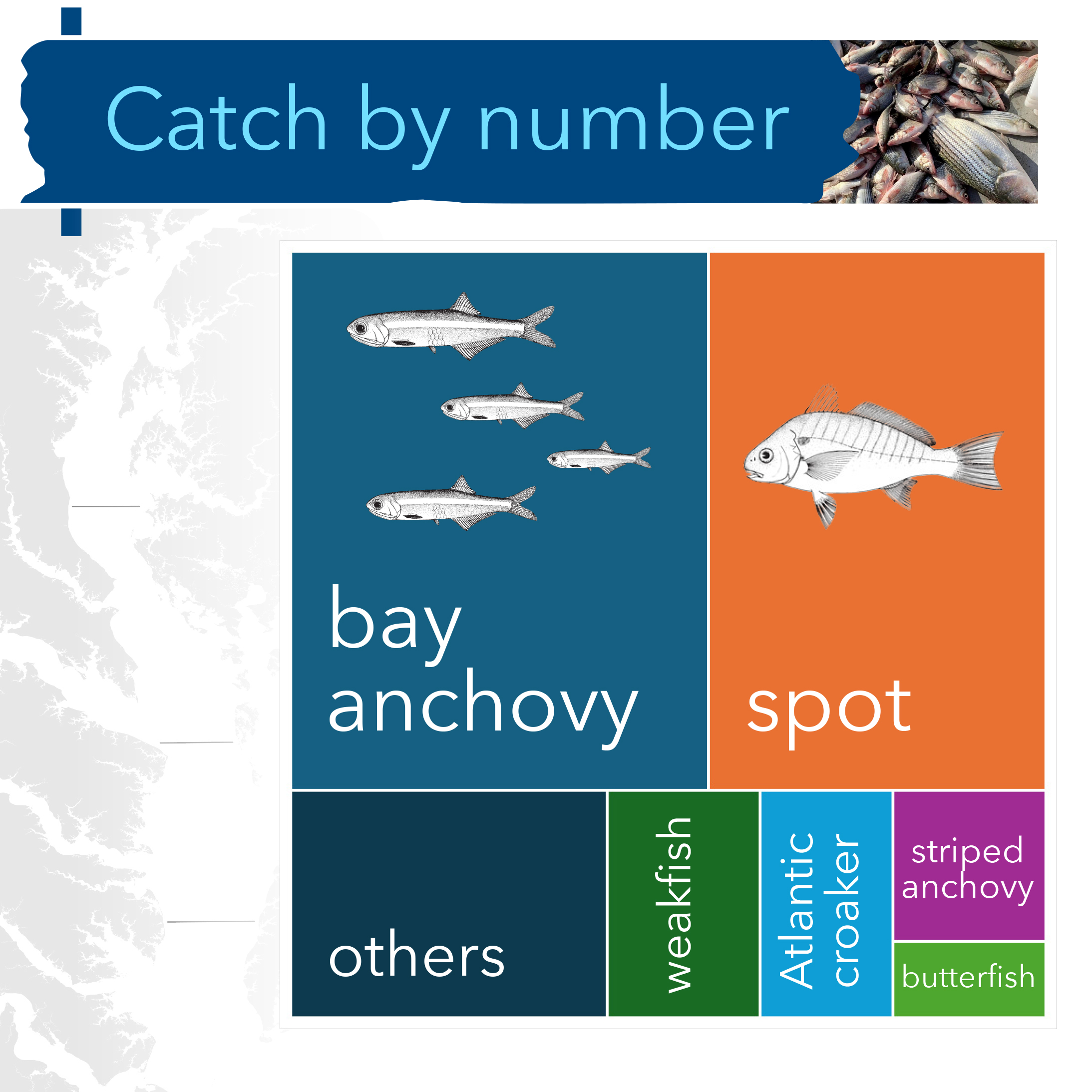 A tree map of taxa caught by number:  bay anchovy, spot, others, weakfish, Atlantic croaker, striped anchovy, butterfish