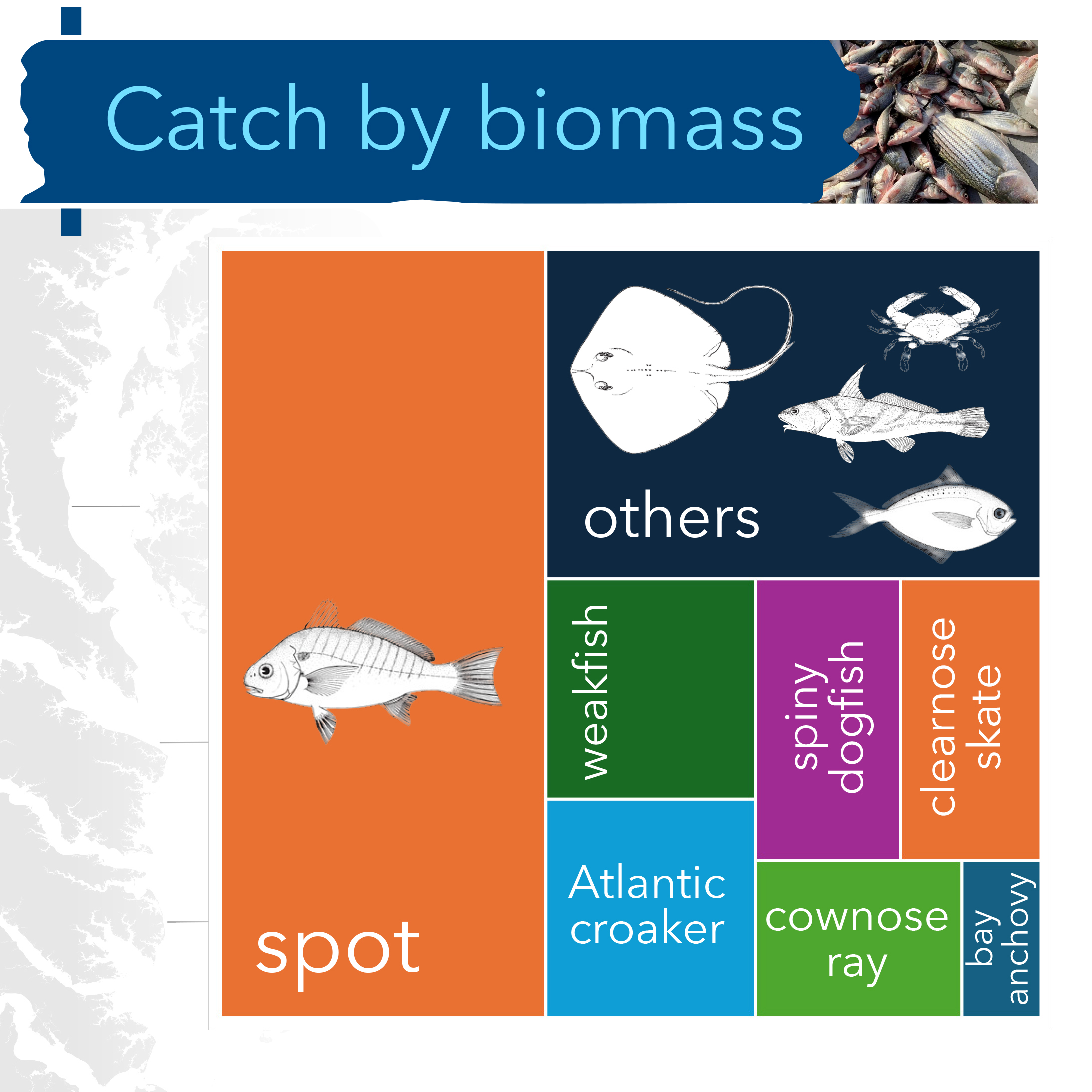 A tree map of taxa caught by biomass:  spot, others, weakfish, Atlantic croaker, spiny dogfish, clearnose skate, cownose ray, bay anchovy
