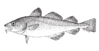 Atlantic cod