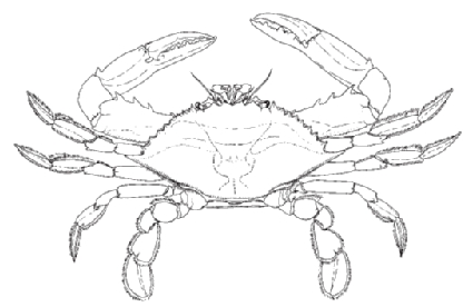 blue crab
