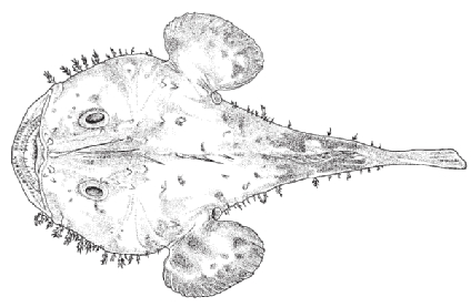 American goosefish