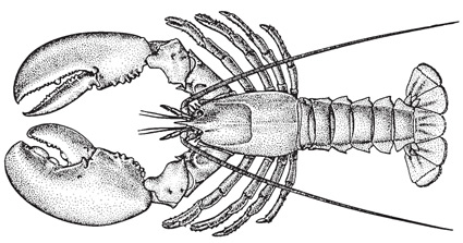 American lobster