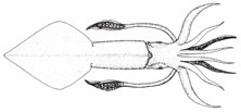 Loligo squid