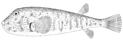 northern puffer