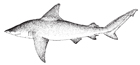 sandbar shark