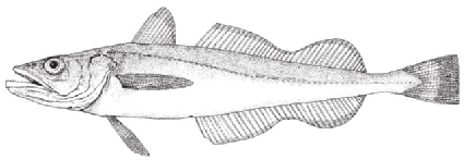silver hake