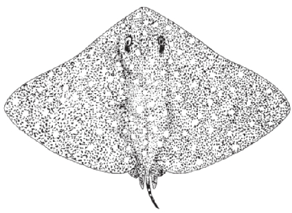 smooth butterfly ray