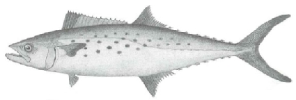 Spanish mackerel
