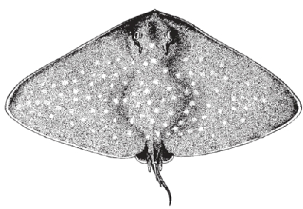 spiny butterfly ray