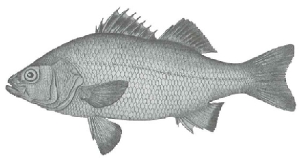 white perch
