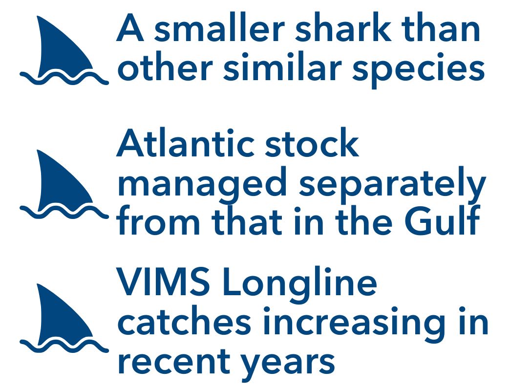 A smaller shark than other similar species, Atlantic stock managed separately from that in the Gulf, VIMS Longline catches increasing in recent years