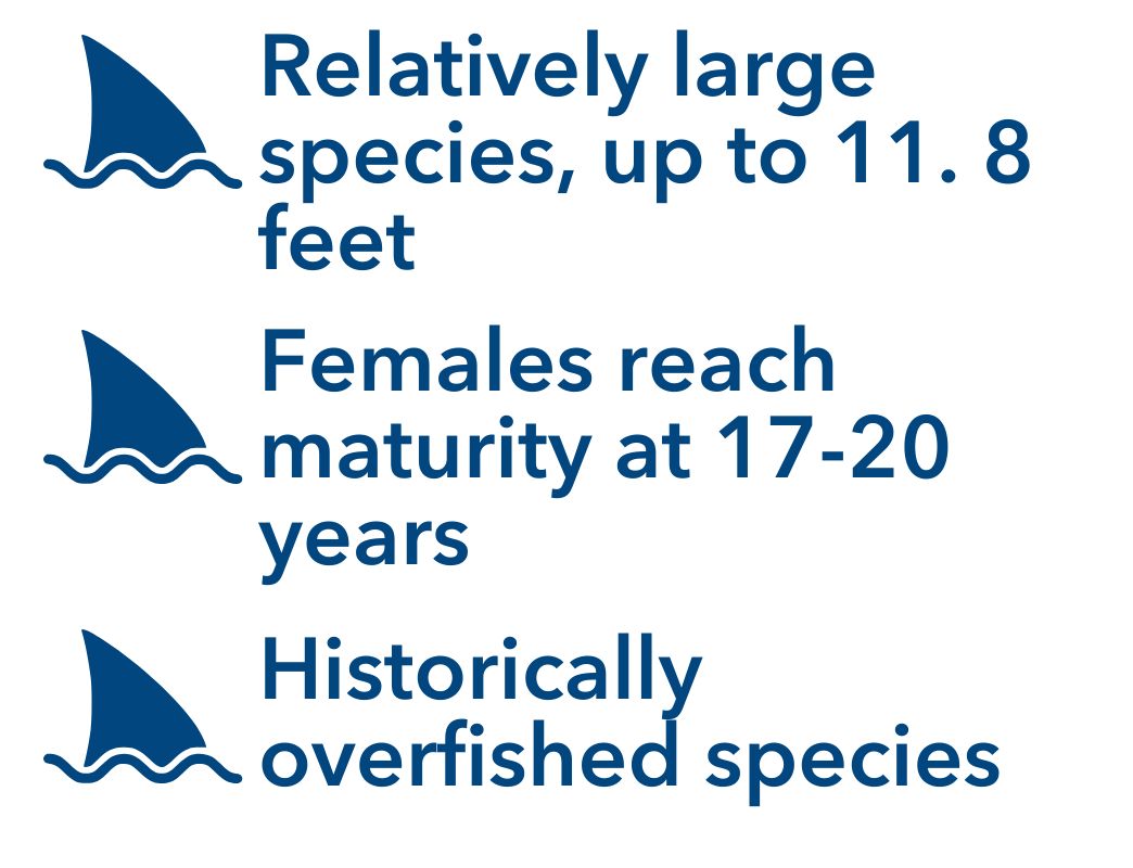 Relatively large species, up to 11. 8 feet, Females reach maturity at 17-20 years, Historically overfished species