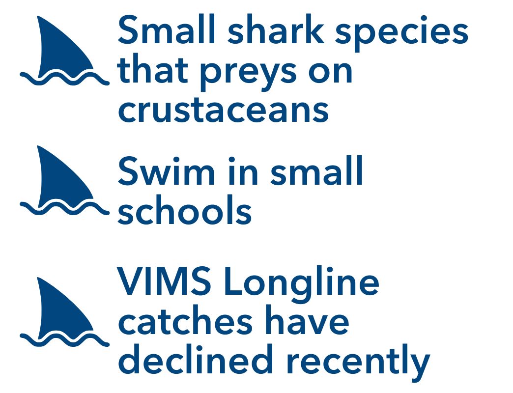 Small shark species that preys on crustaceans, Swim in small schools, VIMS Longline catches have declined recently