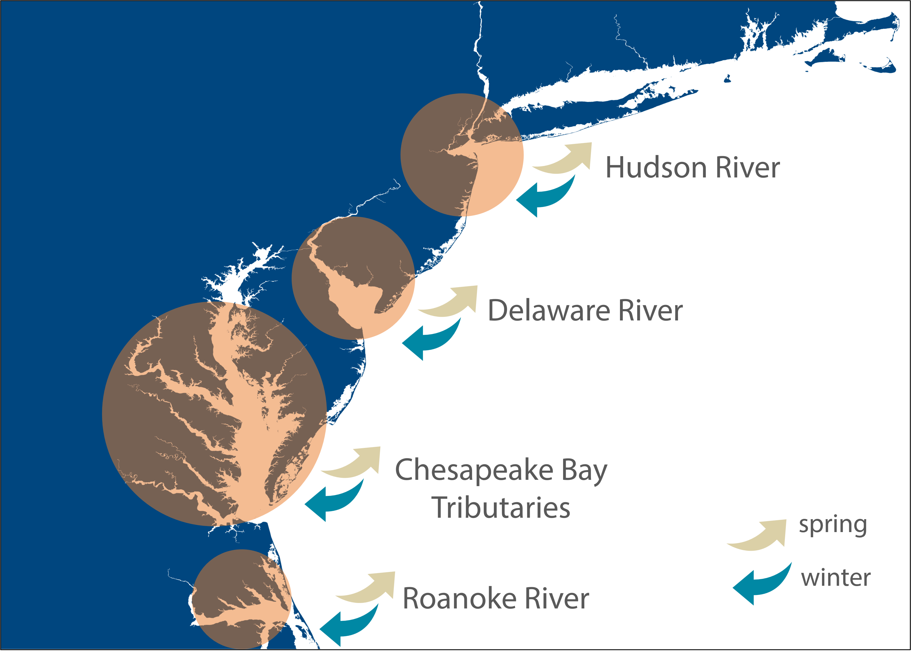 Striped Bass Migration