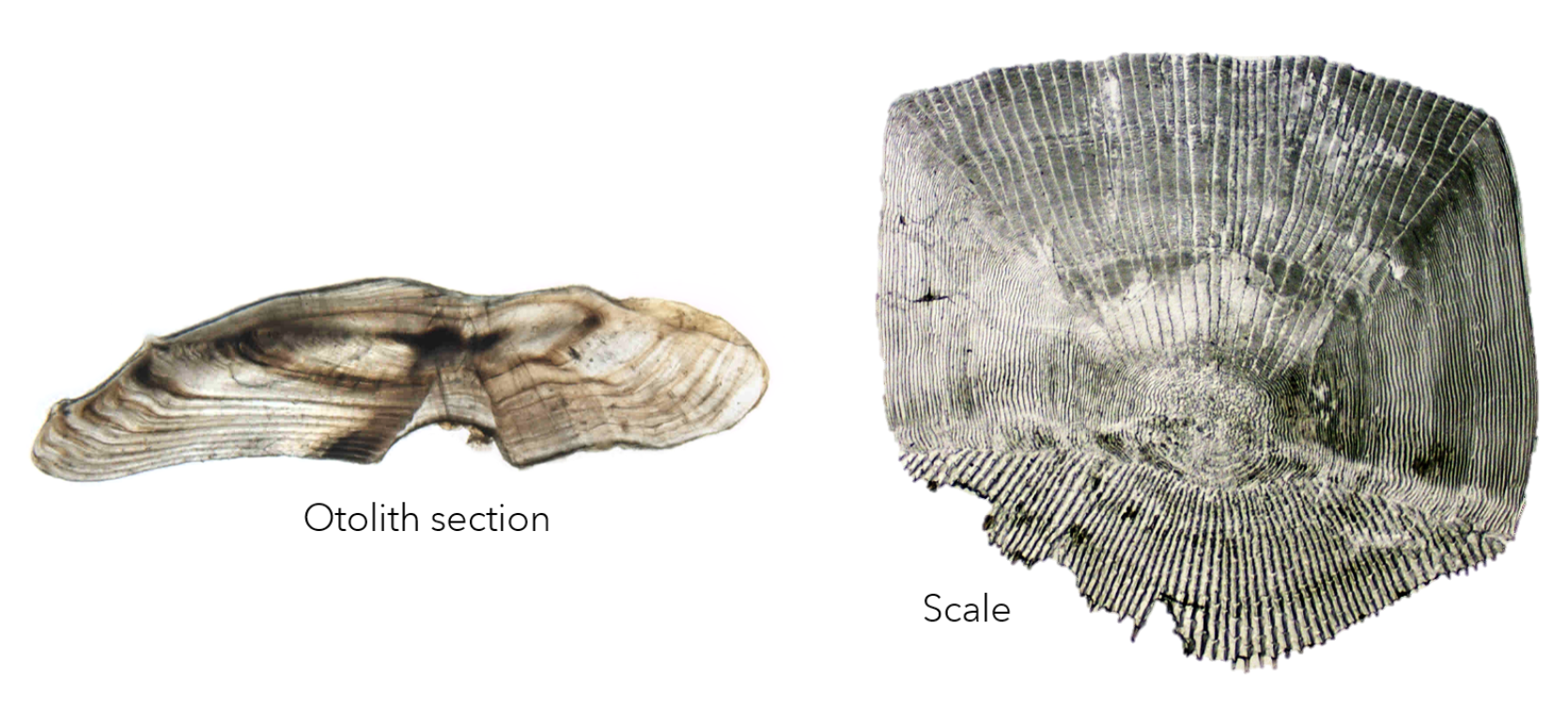 Striped Bass Scale and Otolith Section